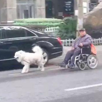 薩摩幫爺爺拉輪椅，現(xiàn)實(shí)版的忠犬八公讓人羨慕!